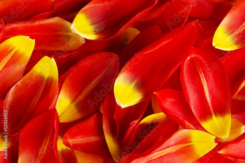 Red and yellow petals