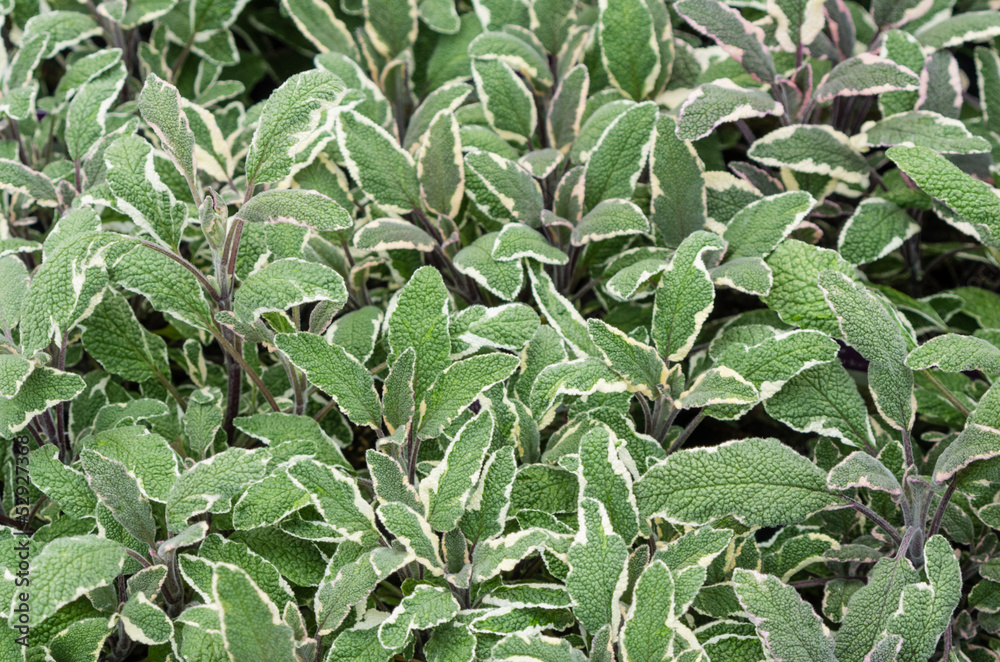 Obraz premium Sage plants with purple stems