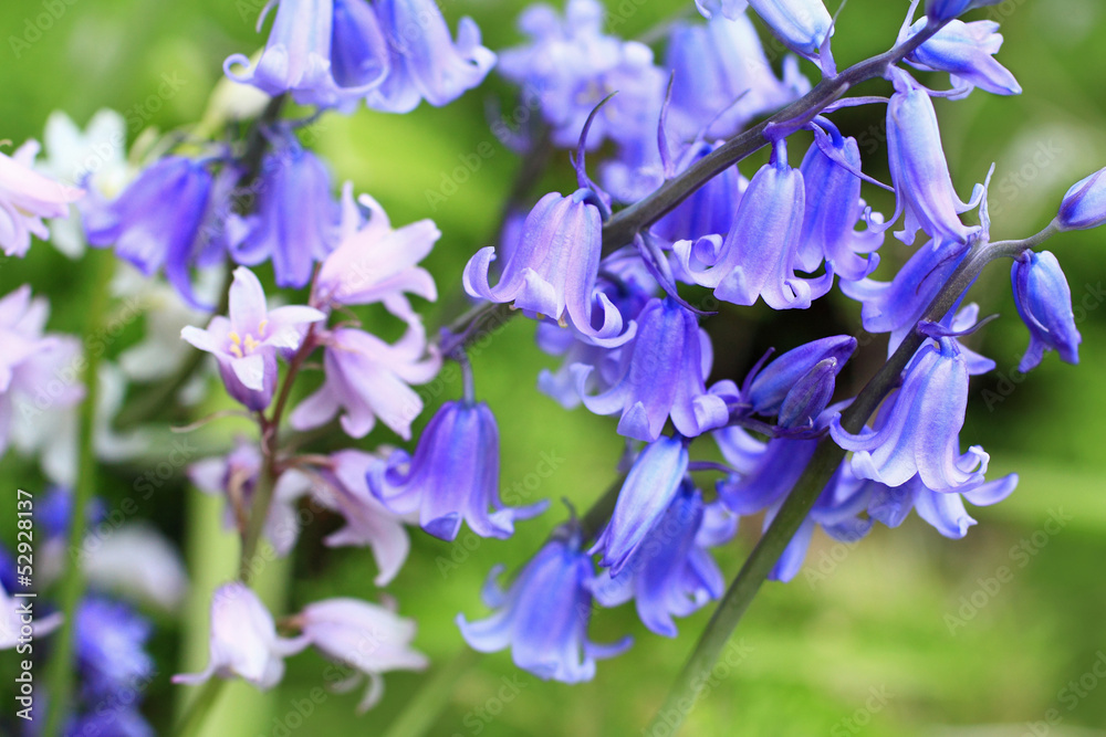 Bluebells meadow