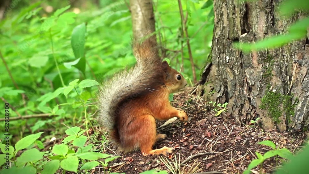 Squirrel in the forest