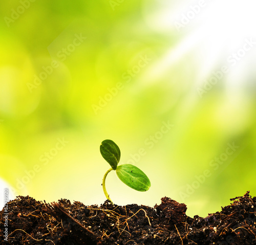 Slika na platnu Green sprout growing from ground, new or start or beginning conc