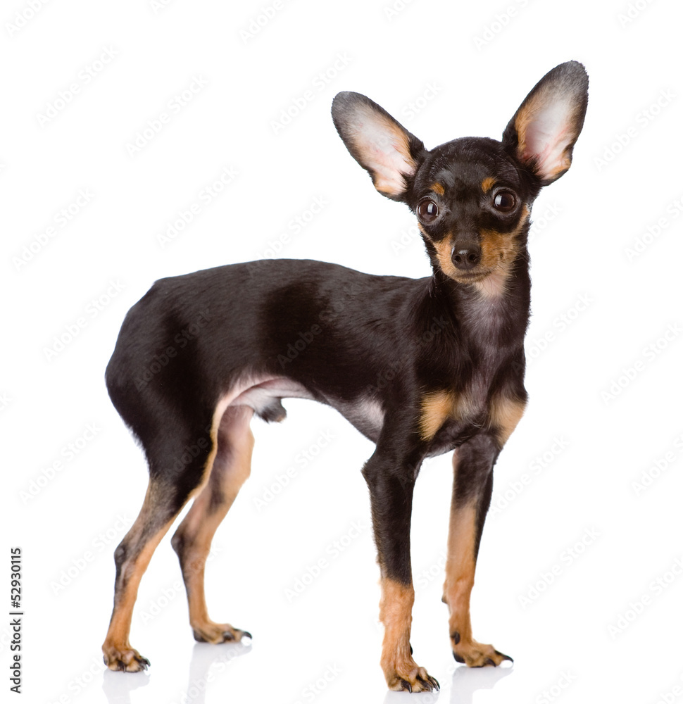 Toy Terrier puppy standing in profile. isolated on white backgro