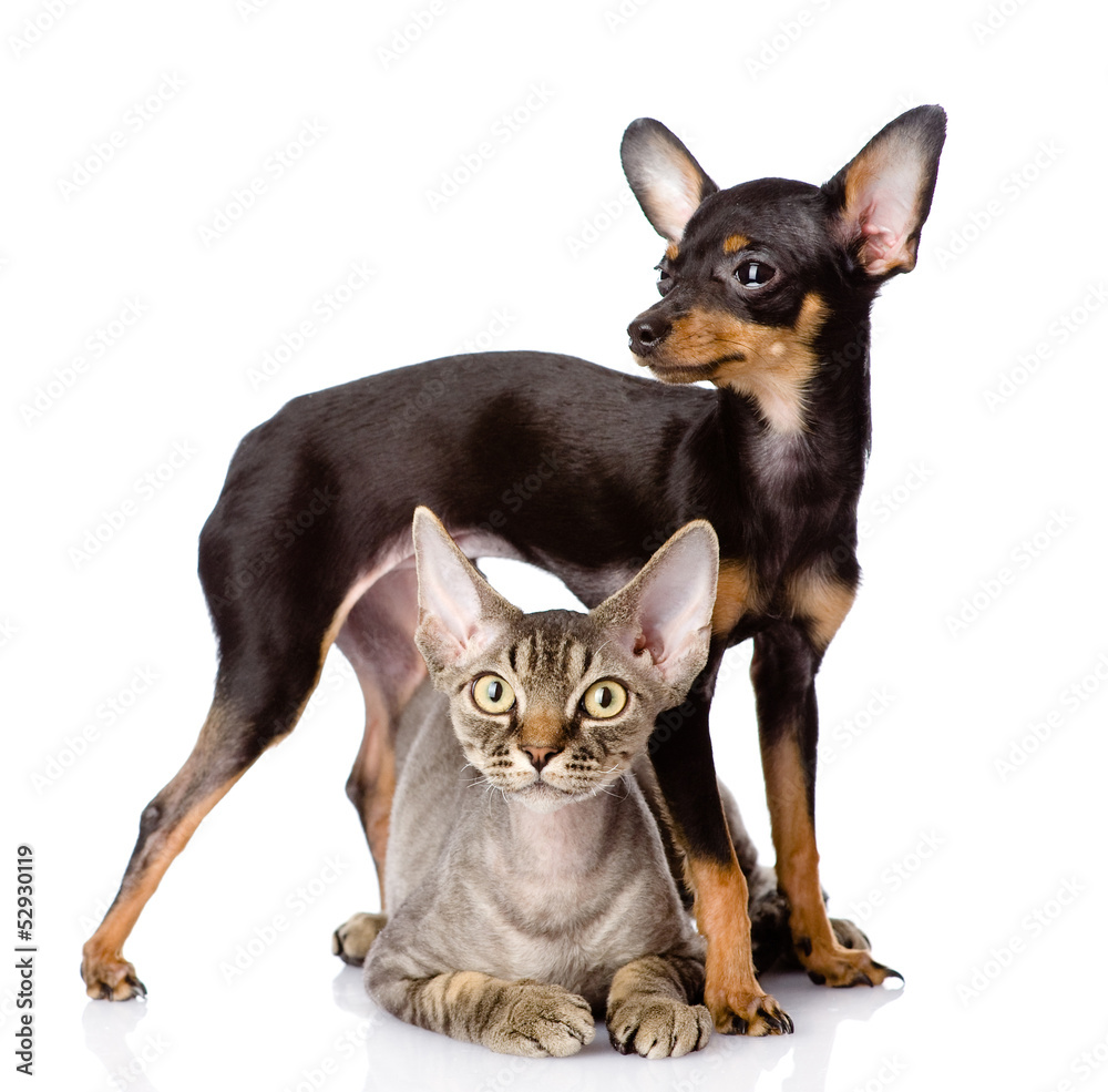 devon rex cat and toy-terrier puppy together. looking at camera. devon rex cat and toy-terrier puppy together. looking at camera.