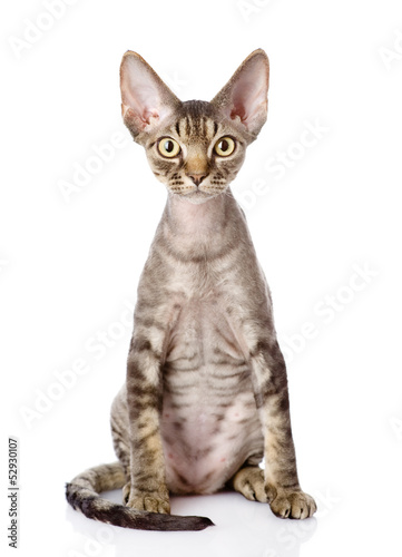 devon rex cat sitting in front. looking at camera. isolated on w