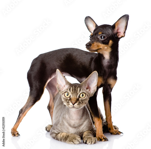 devon rex cat and toy-terrier puppy together. looking at camera.