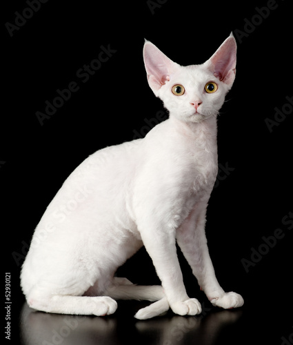 Quadro em tela white devon rex cat. isolated on dark background