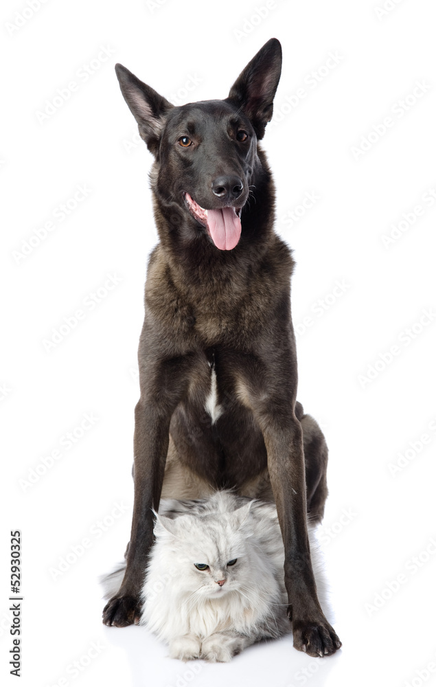 black dog protects a cat. looking at camera. isolated on white black dog protects a cat. looking at camera. isolated on white