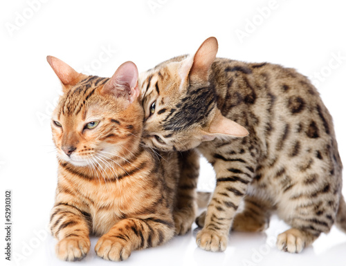 two  Bengal cats (Prionailurus bengalensis). isolated on white 