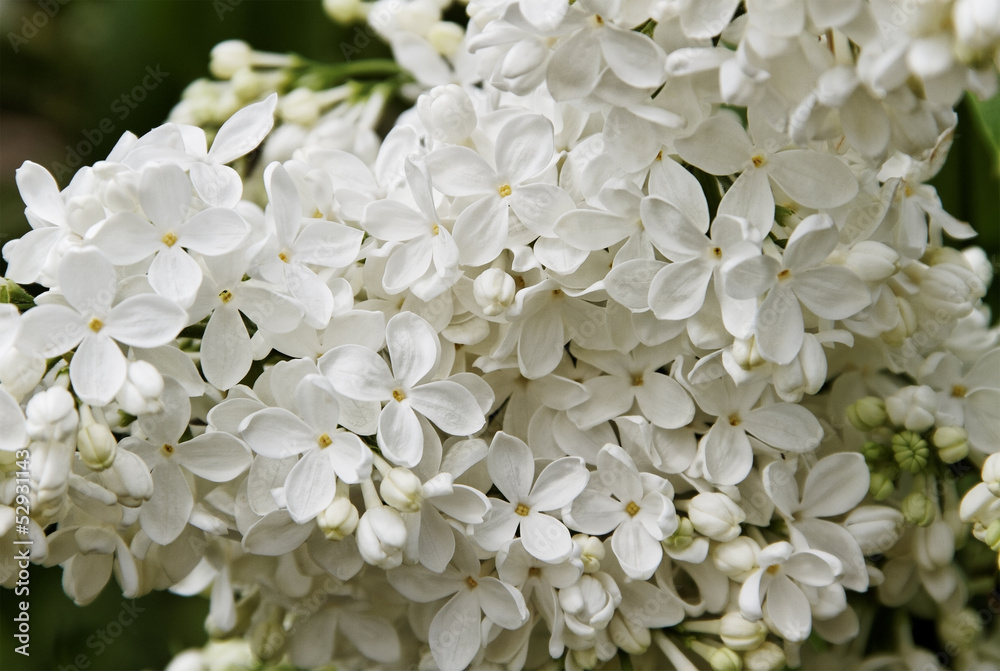 Lilac garden. Lilac garden.