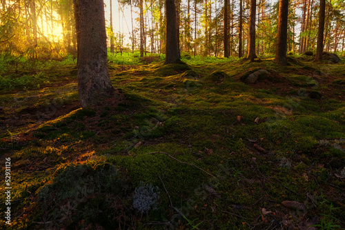Sunset in Pine forest © stefanholm