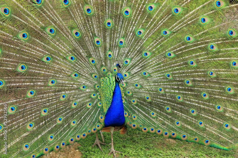 Obraz premium paon en parade