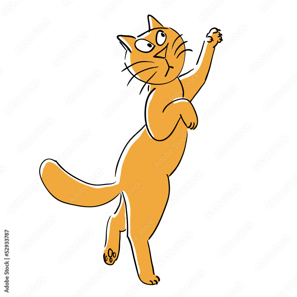 Curious cat Curious cat