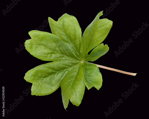 Maiapfel; Podophyllum peltatum; photo