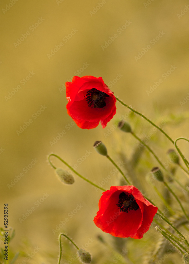 Obraz premium summer greeting