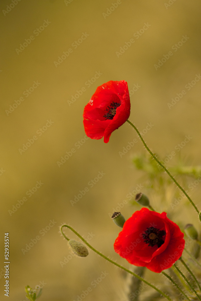 Obraz premium poppy card