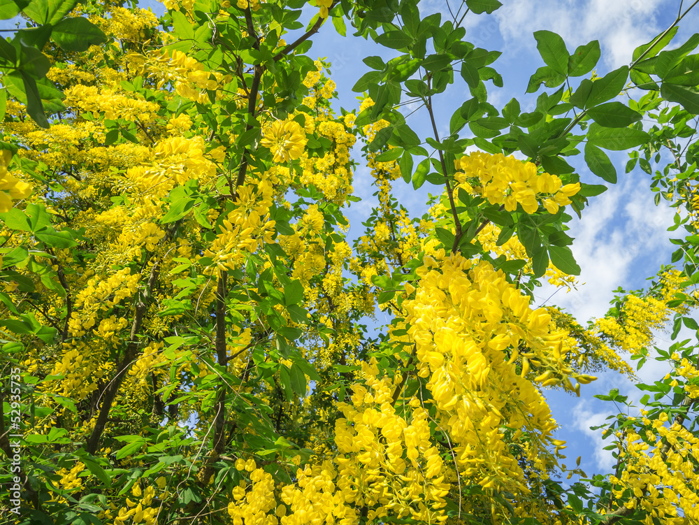laburnum laburnum