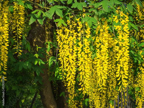 laburnum photo