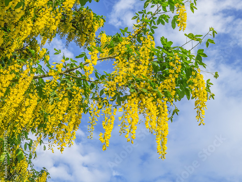 Papier peint laburnum