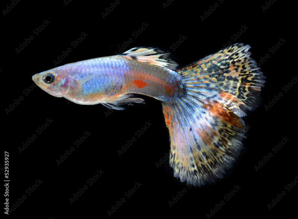 Fototapeta premium fish guppy pet isolated on black background