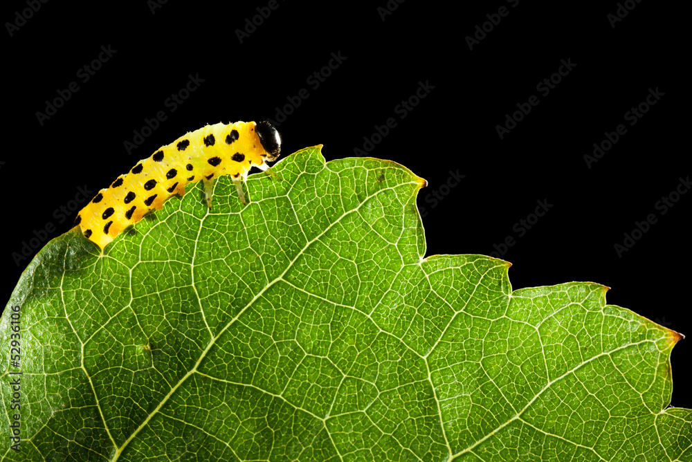 Yellow caterpillar eating green leaf Yellow caterpillar eating green leaf
