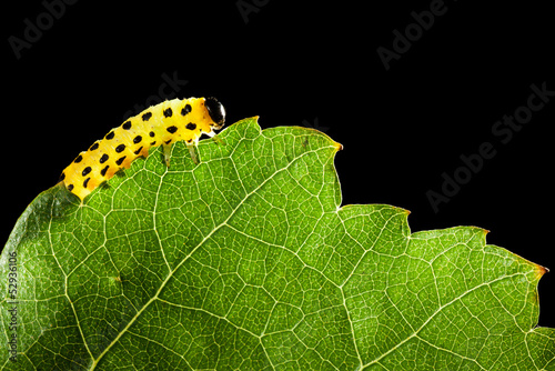 Yellow caterpillar eating green leaf