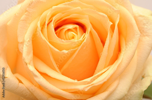 Yellow rose flower as close up © vadim yerofeyev