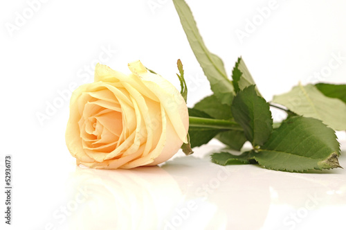 beautiful yellow rose isolated on white background