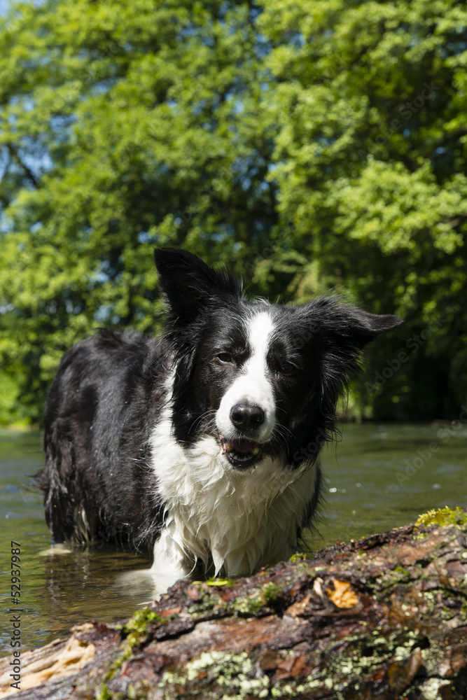 Bordercollie