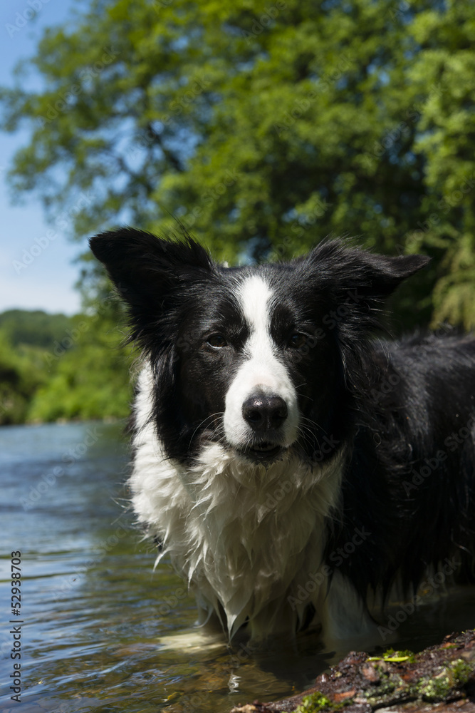 Bordercollie