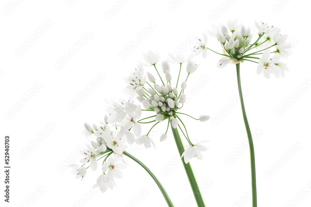 Fototapeta premium Allium neapolitanum isolated on white background