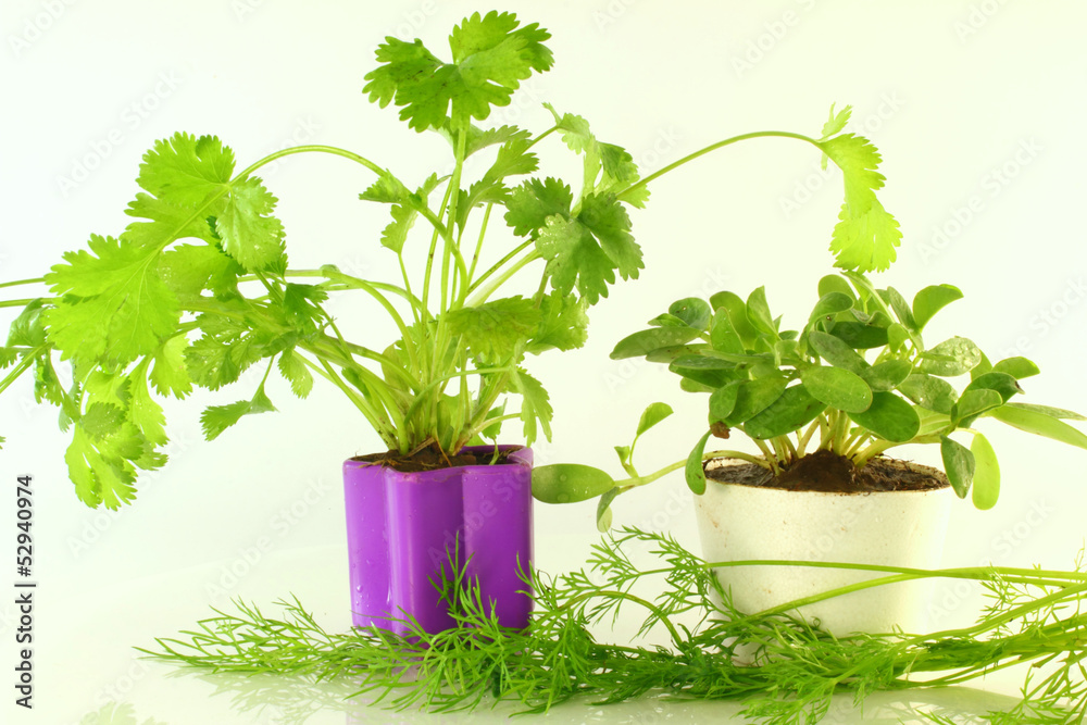 coriander fenugreek and dill herbs coriander fenugreek and dill herbs