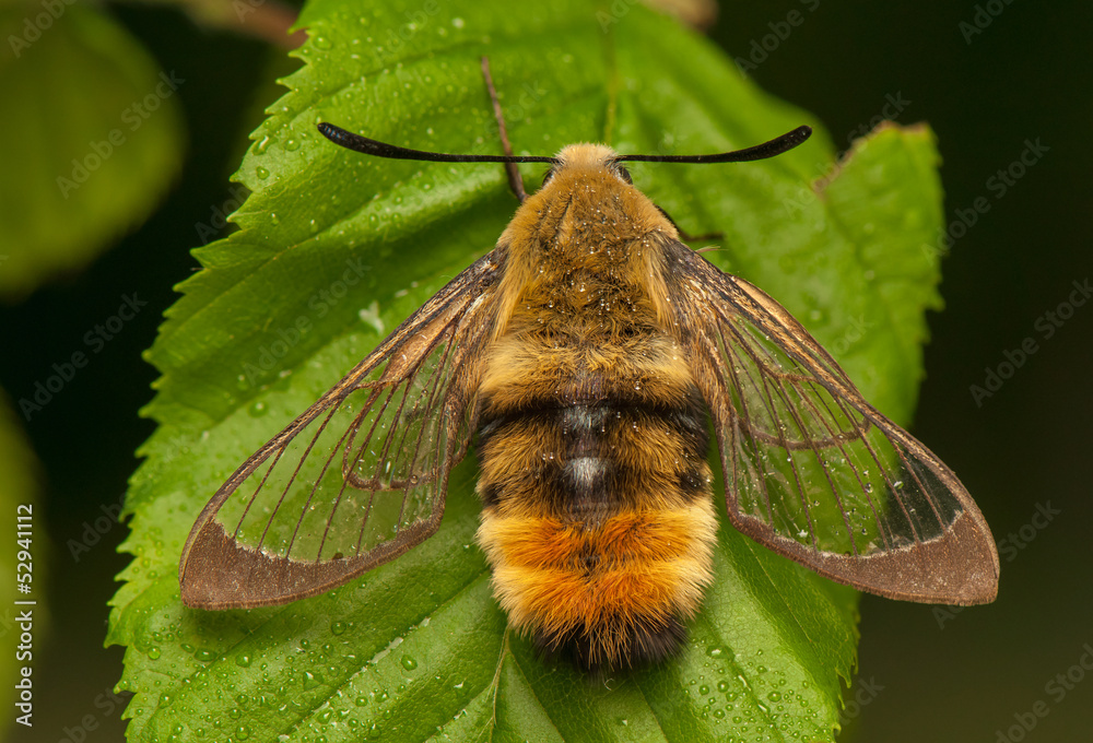 Hemaris Tityus
