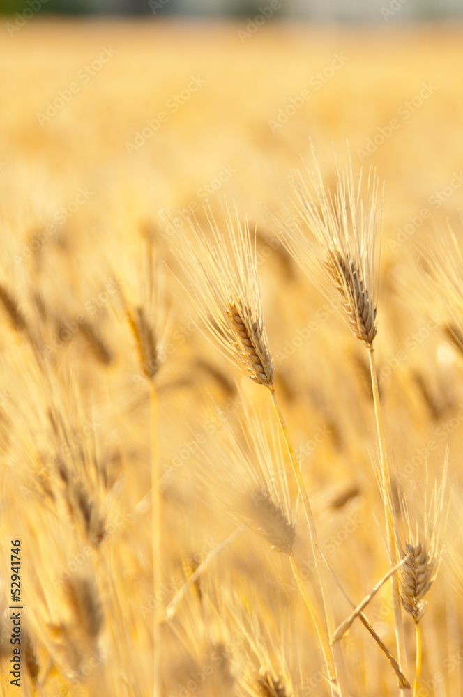 Fototapeta premium 麦畑