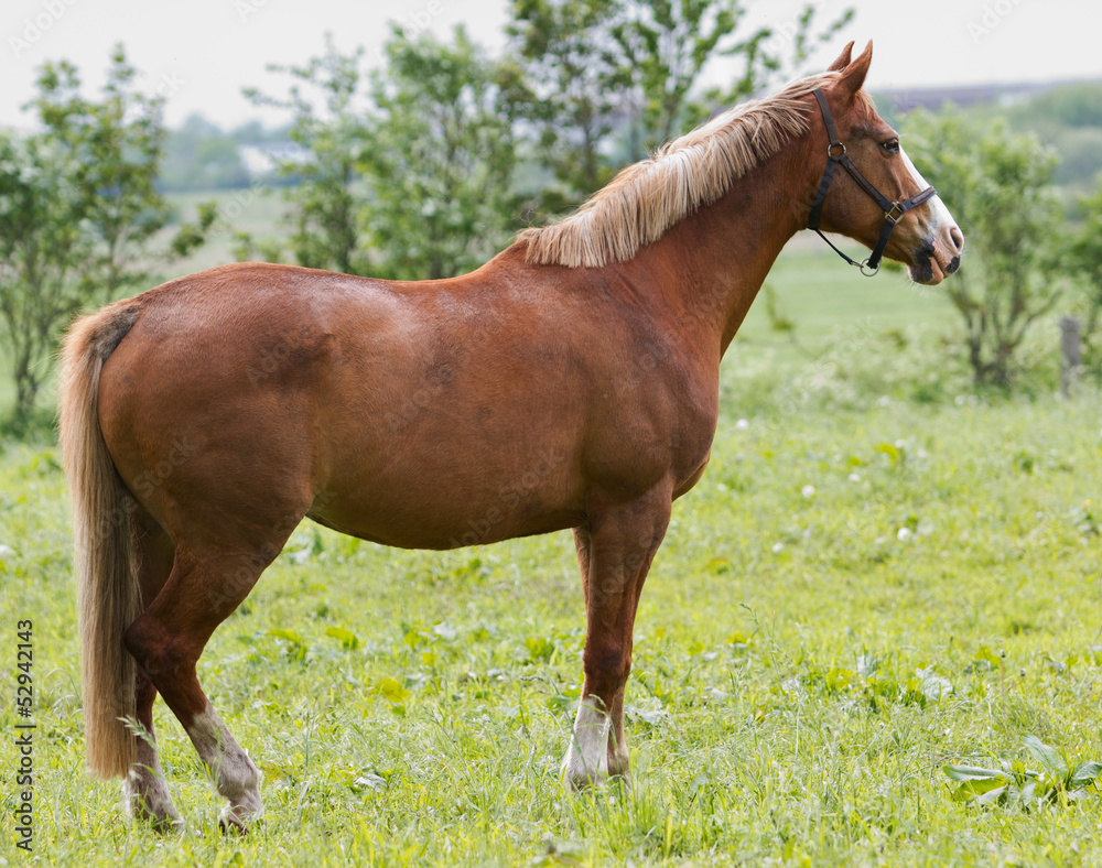 Dark horse in the autumn background! Dark horse in the autumn background!