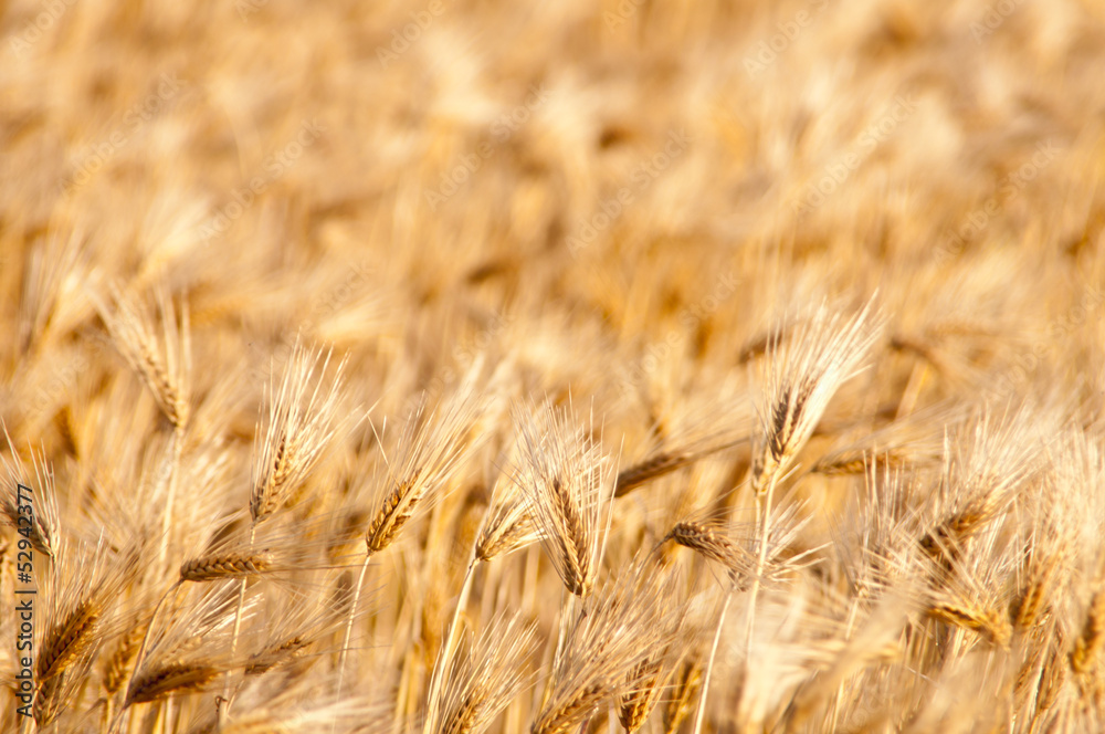 Fototapeta premium 麦畑