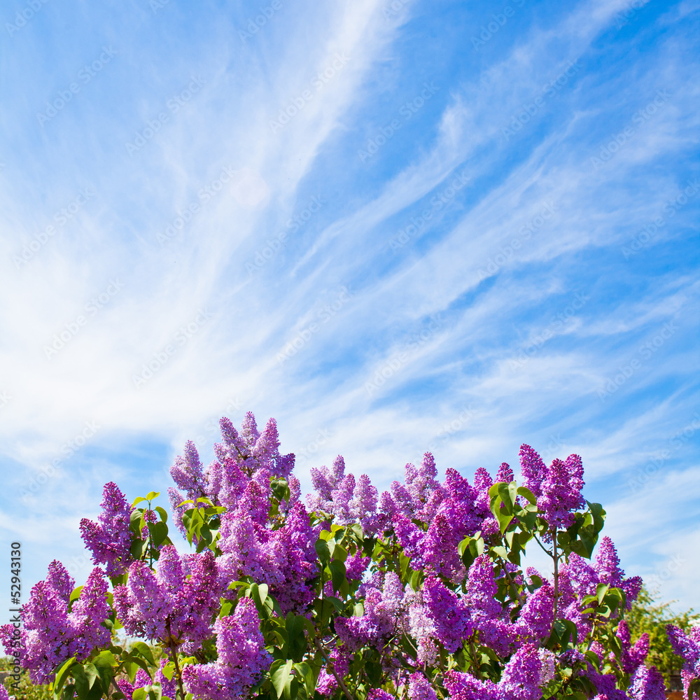 Lilac on a background of blue sky