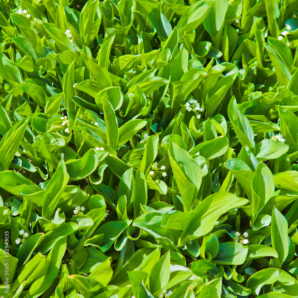 Background of lilies of the valley Background of lilies of the valley