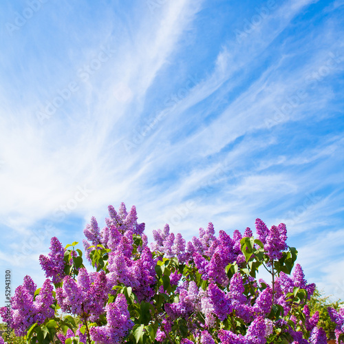 Lilac on a background of blue sky