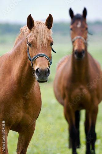 Horses in the field © Kunz Husum