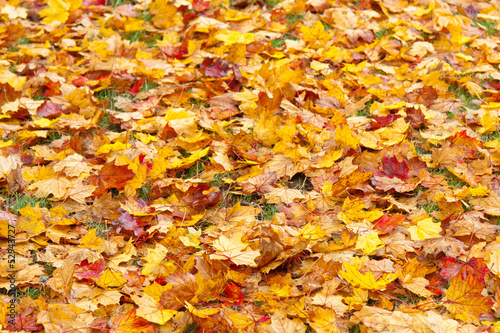 feuilles mortes d'automne