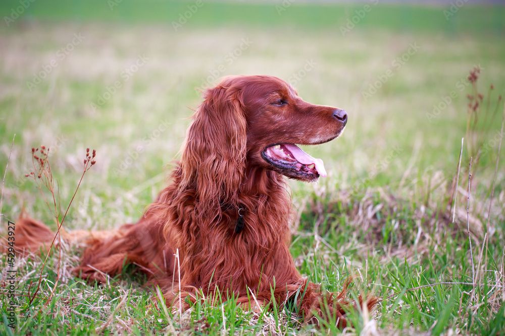 Red irish setter dog in field