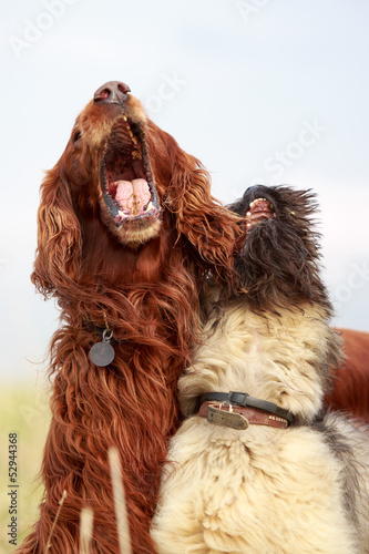 red irish setter and briard