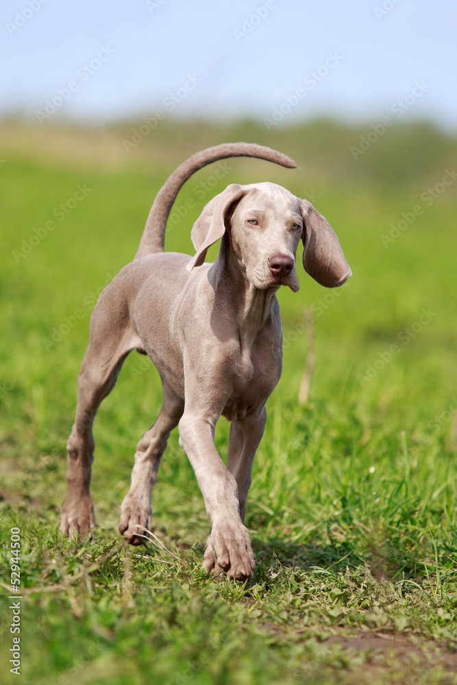 wemaraner puppy in field