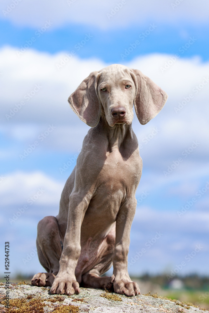wemaraner puppy portrait wemaraner puppy portrait