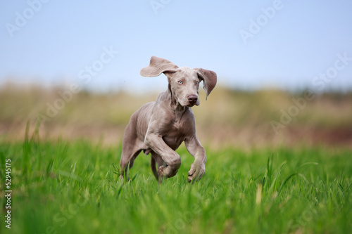 Canvastavla weimaraner puppy in field