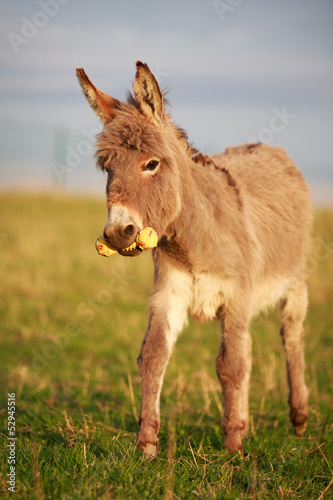 Grey donkey with toy