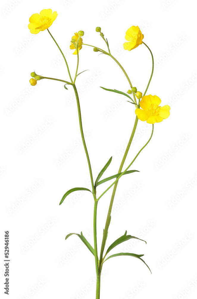 Ranunculus acris flower