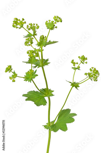 Ladys mantle herb (Alchemilla mollis)