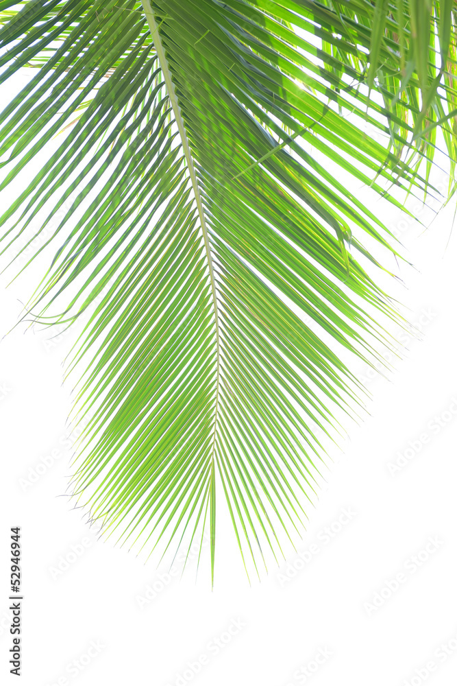 Obraz premium palm tree isolated on white background