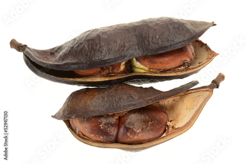 Dried Seed Pods Of ATropical Tree